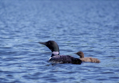 A loon and chick on a lake.