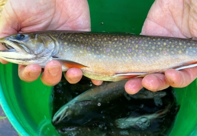 Brook Trout sampled by DNR