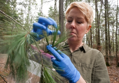 Close up of a woman wearing gloves collecting pine needle samples from a branch.