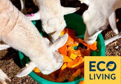 Sheep eating a pumpkin from a green pan. An overlay graphic says "Eco Living". 