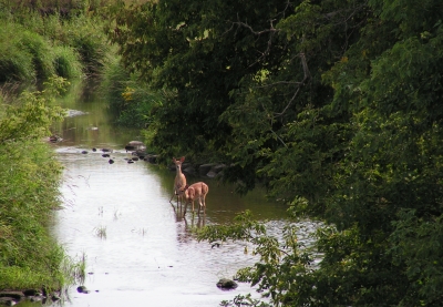 Two deer stand in the Redwood River surrounded by low-handing tree branches and plants.