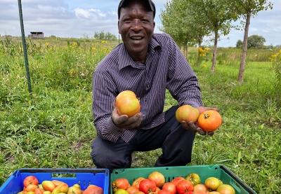 A man kneeling in a grassy field in front of two crates full of tomatoes, holding tomatoes in his hands.