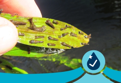 Closeup of fingers holding the leaf of a water plant with insect larvae attached to it.