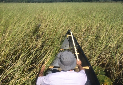 A person in the front of a canoe holding a wood stick in a field of wild rice.