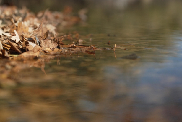 Leaves along the shore of Comfort Lake in Wyoming, MN