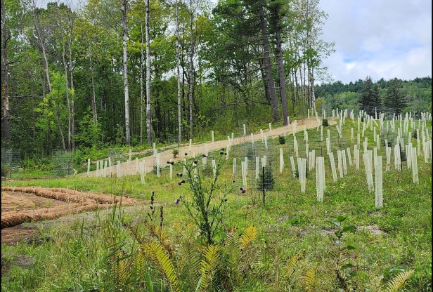The final site restoration of Snively Creek in Duluth, which includes native grasses, trees, and shrubs.