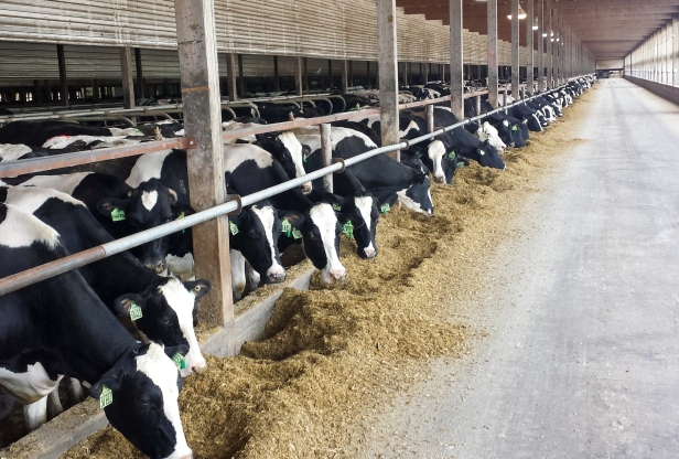 Dairy cows eating in a large feedlot.