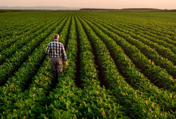 Rear view of farmer walking in soybean field at dusk.