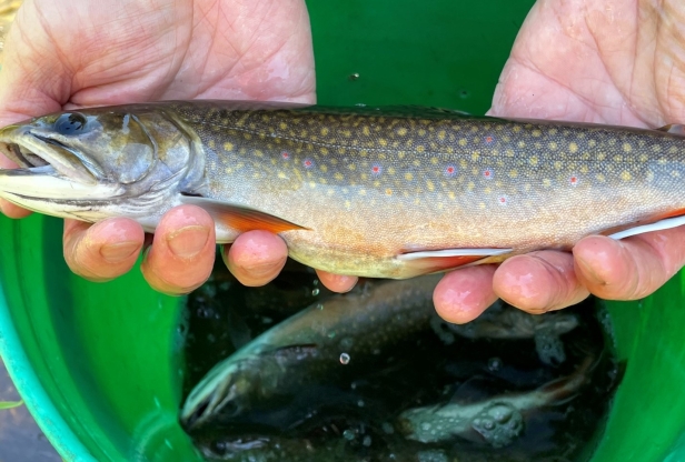 Brook Trout sampled by DNR