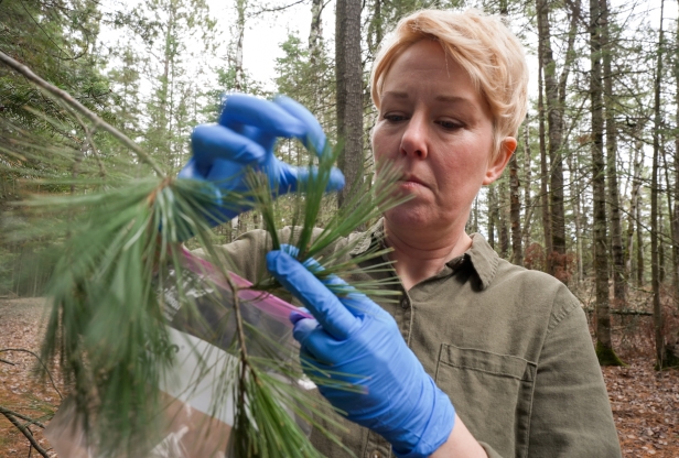 Close up of a woman wearing gloves collecting pine needle samples from a branch.