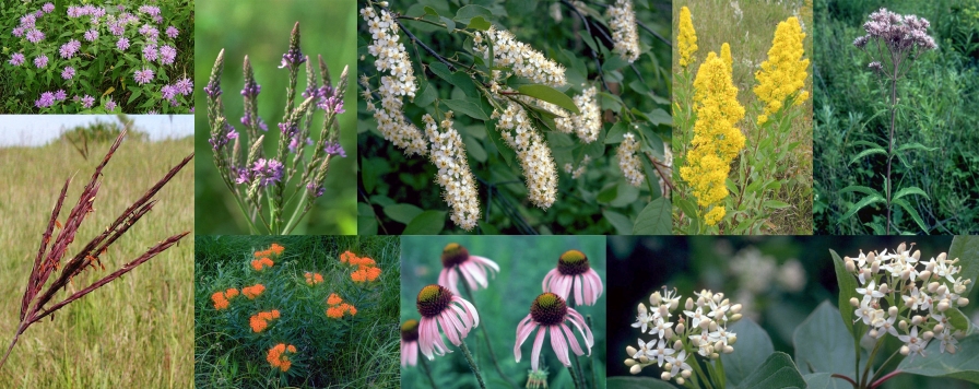 Collage of wild flowers including Wild bergamot, blue vervain, chokecherry, goldenrod, joe-pye weed, red dogwood, coneflower, butterfly weed, and bluestem.