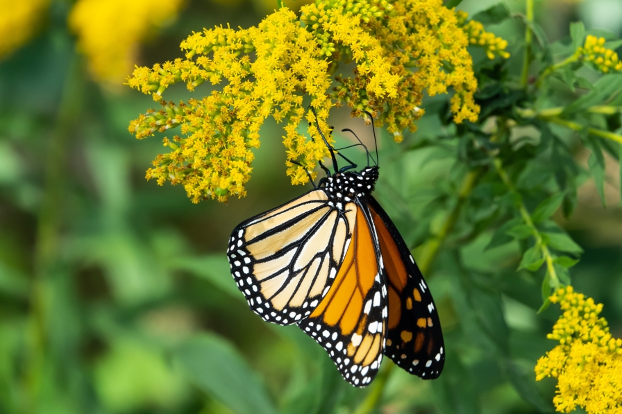 A monarch butterfly on goldenrod.