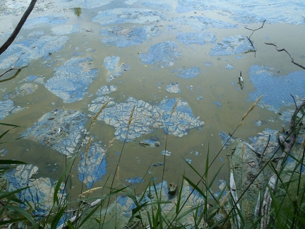 Green-gray water with patches of scaly blue-gray and tan scum