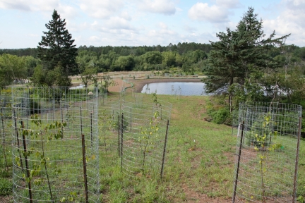 Newly planted trees in wire cages and larger trees on a hill overlooking a stormwater pond.