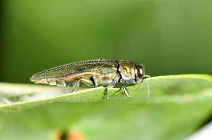 Emerald ash borer on leaf
