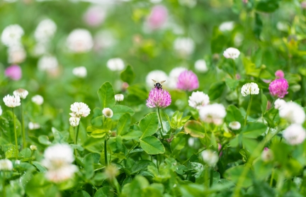 A bee on a purple clover blossom.
