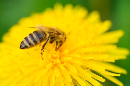 A bee on a dandelion.