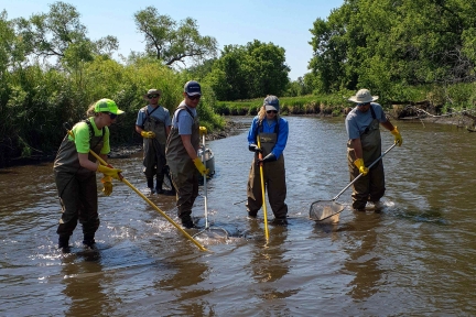 Five people standing in a shallow stream collecting biological samples with nets.