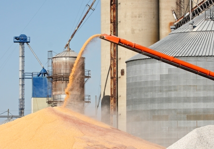 Corn being unloaded at a grain elevator.