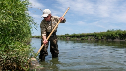 An MPCA staff person wearing waders stands in a river, using a small net to capture something against the grassy river bank.