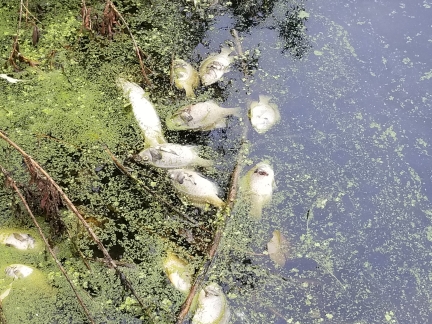 Dead fish floating in algae near a lakeshore