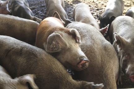 Hogs in a pen