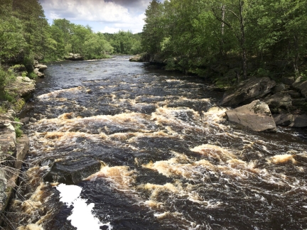 Turbulent river with dark water flowing through rocky banks and pine trees