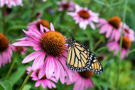 A monarch butterfly on a purple coneflower.