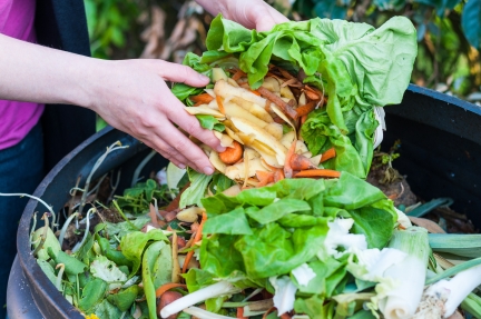 Organic waste, including vegetable peels and lettuce leaves, being added to a composting bin.