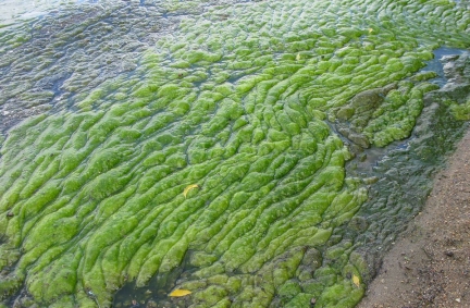 Fluffy green mat of non-toxic algae on surface of lake.