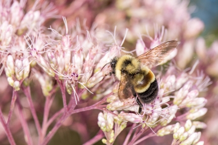 A rusty-patched bumble bee on pink flowers.