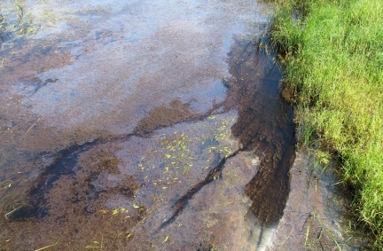 Oil like sheen on surface of water.