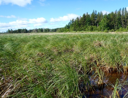 Tall green grass grows out of water over large area with pine trees in the distance