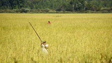 Members of the Leech Lake Band of Ojibwe harvest wild rice on Mud Lake.