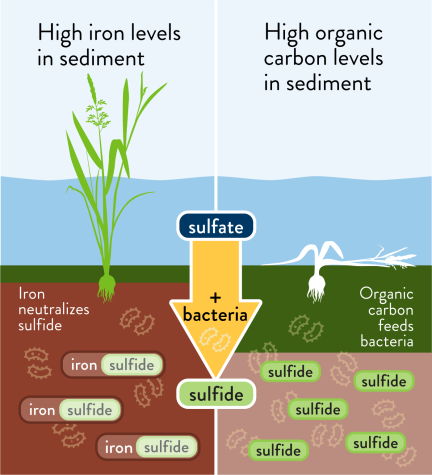 Sulfate in water combined with bacteria creates sulfide, which is toxic to wild rice. High levels of organic carbon in sediment feed bacteria, which increases sulfide. However, high iron levels will neutralize the sulfide instead.