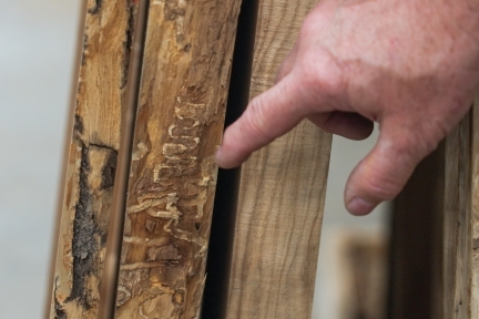 Pattern in wood left by emerald ash borer.