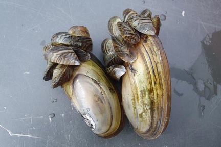 Zebra mussels on native mussels