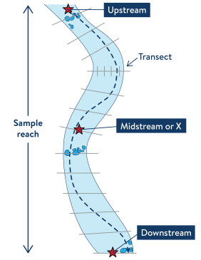 Fish and macroinvertebrates are monitored within a sample reach of a stream