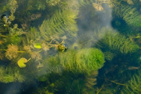 Feathery green Chara algae under the surface of the water.