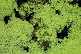 Water surface covered with green duckweed.