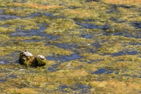 Floating mass of green filamentous algae.