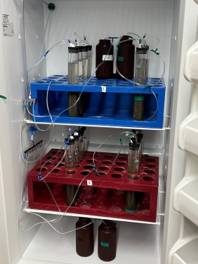 Sediment samples from the lake incubating under controlled conditions