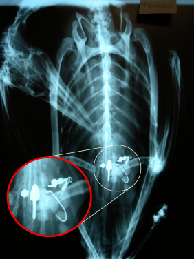 X-ray of dead loon showing the outline of several pieces of fishing tackle 