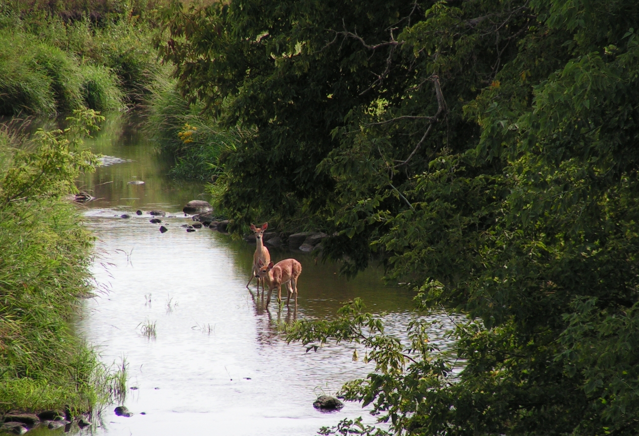Two deer stand in shallow river lined with trees.