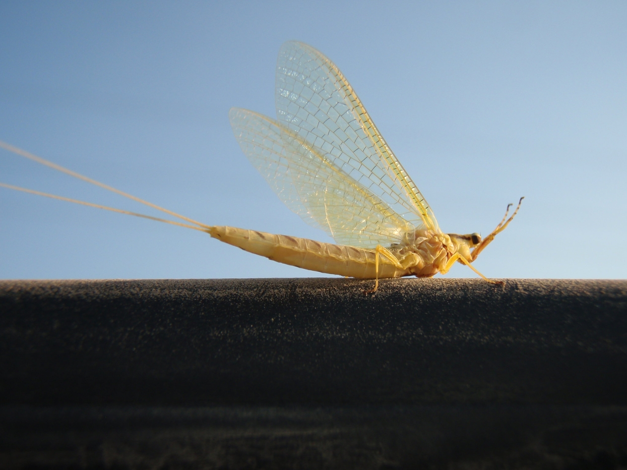 mayfly on the Gentilly River