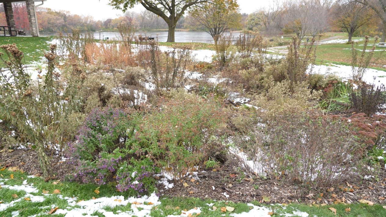 A rain garden at Casey Lake, designed to divert stormwater from ending up in Kohlman Lake.