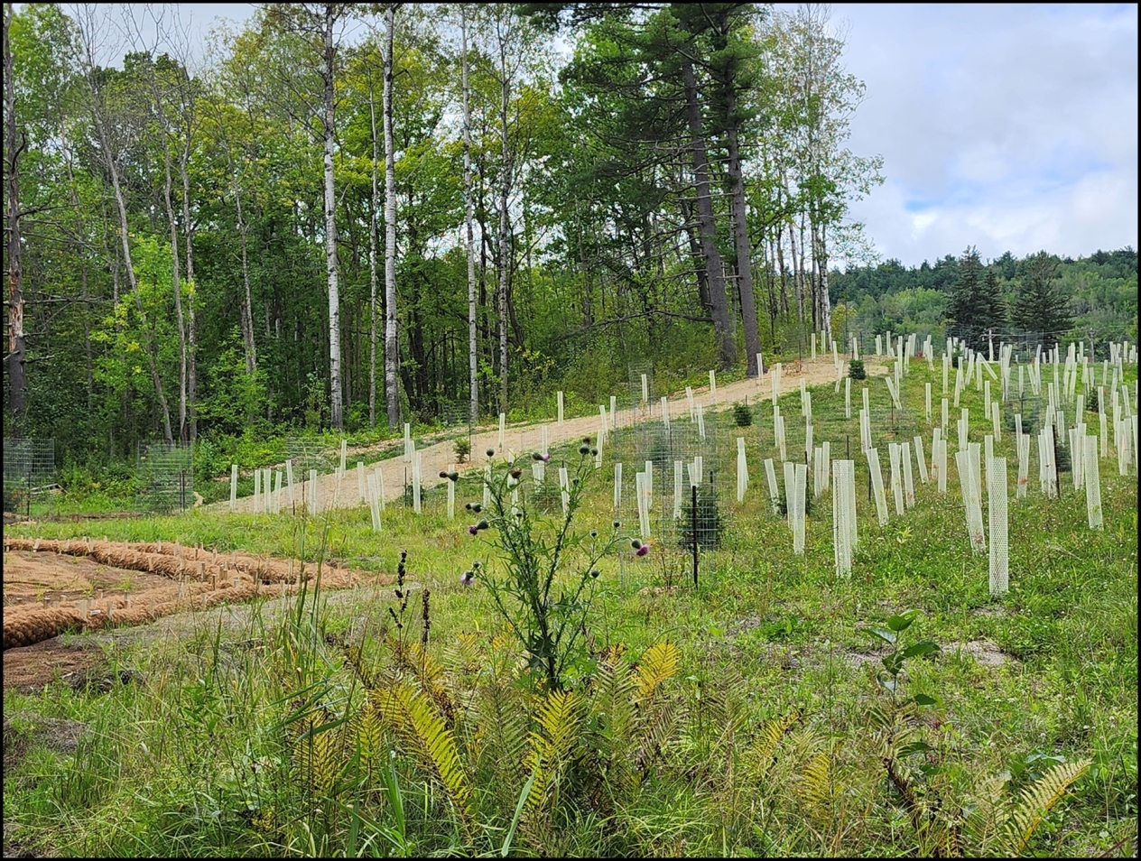 The final site restoration of Snively Creek in Duluth, which includes native grasses, trees, and shrubs.