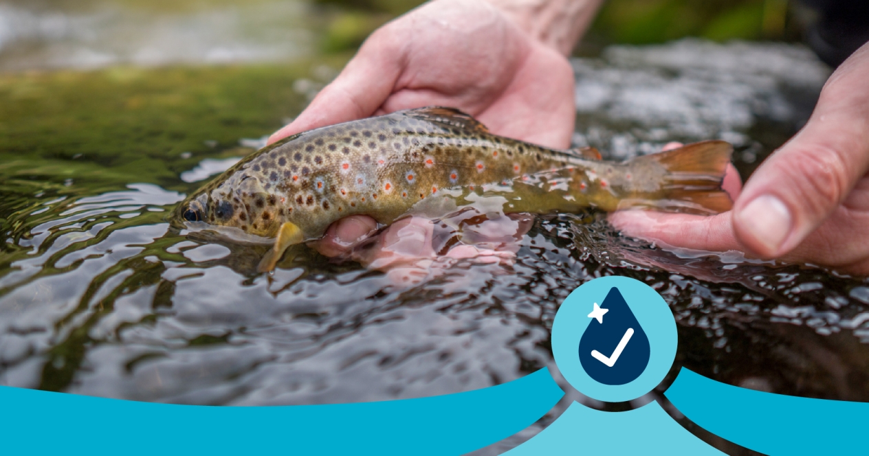 Closeup of hands holding a small brook trout at the surface of a stream.