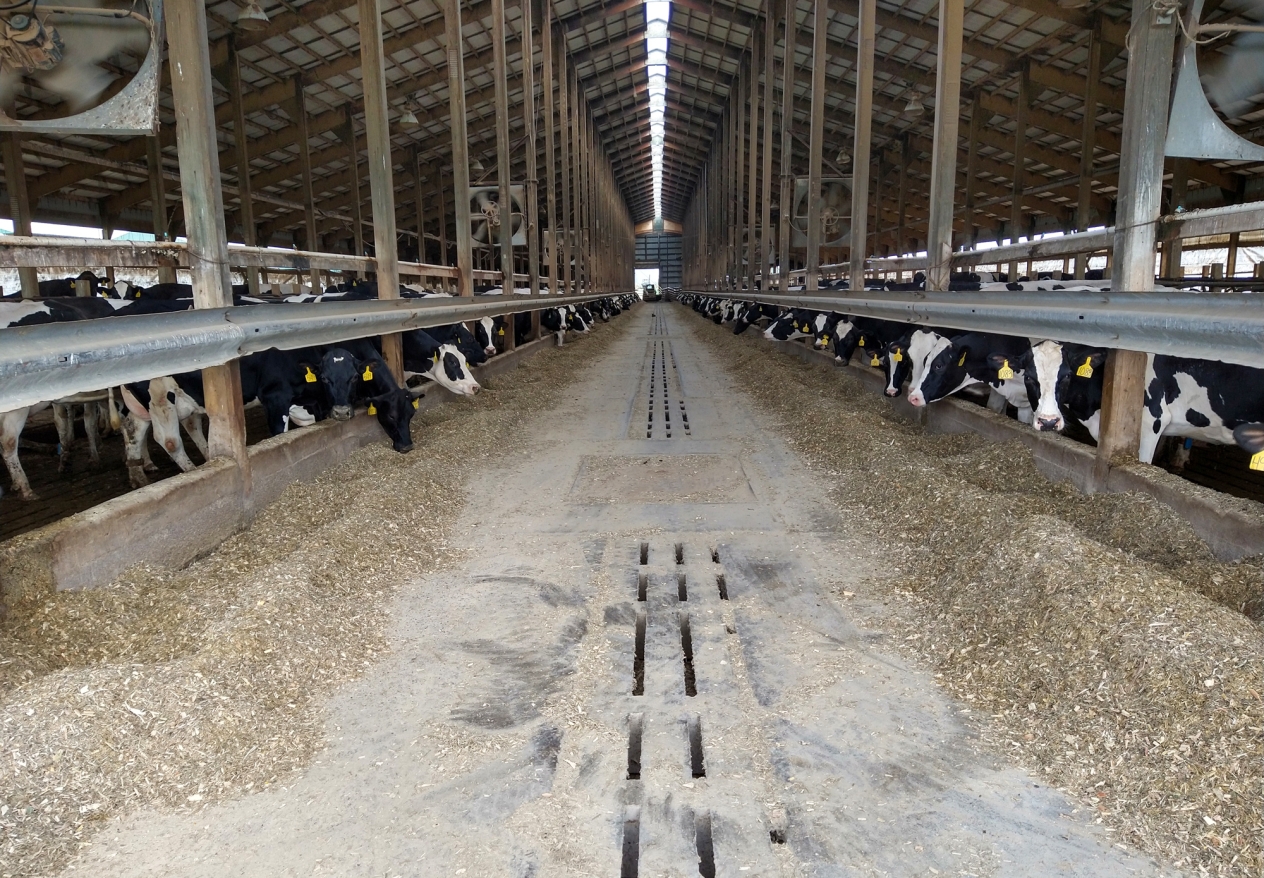 View down the middle aisle of a long building with cows behind a barrier on each side.