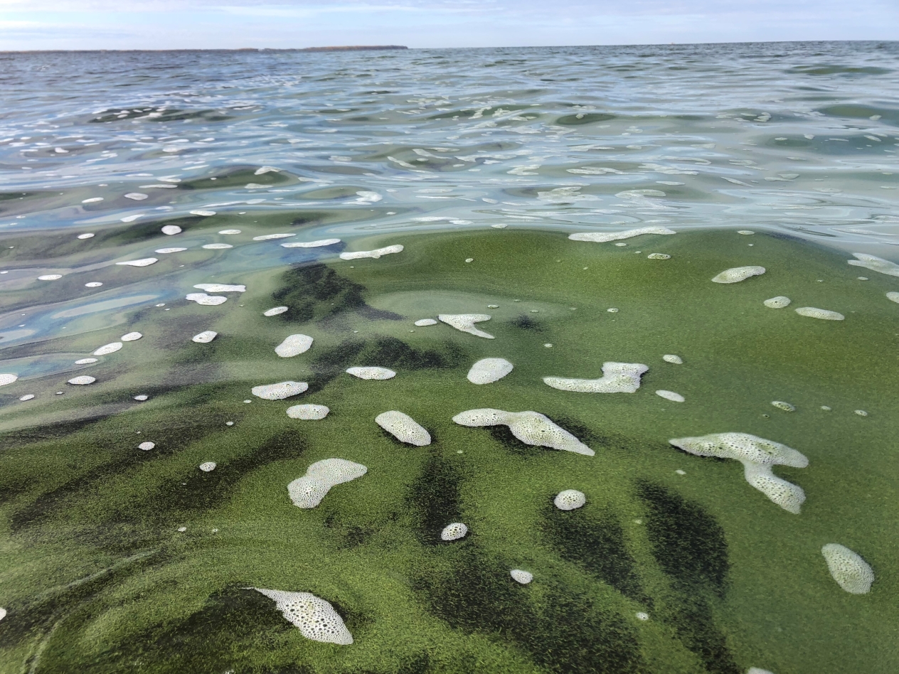 Blue-green algae covering Lake of the Woods